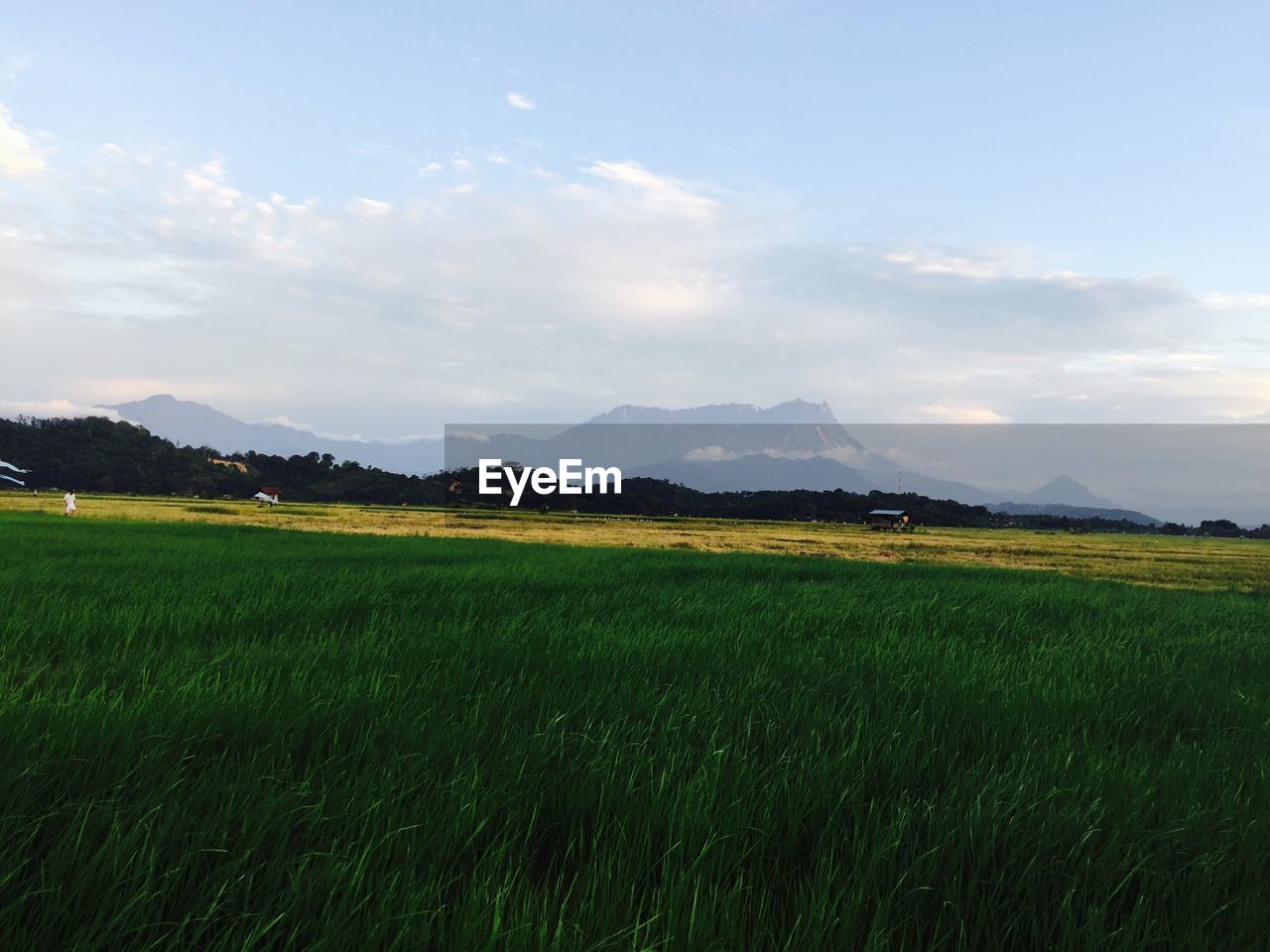 SCENIC VIEW OF FIELD AGAINST SKY DURING SUNSET