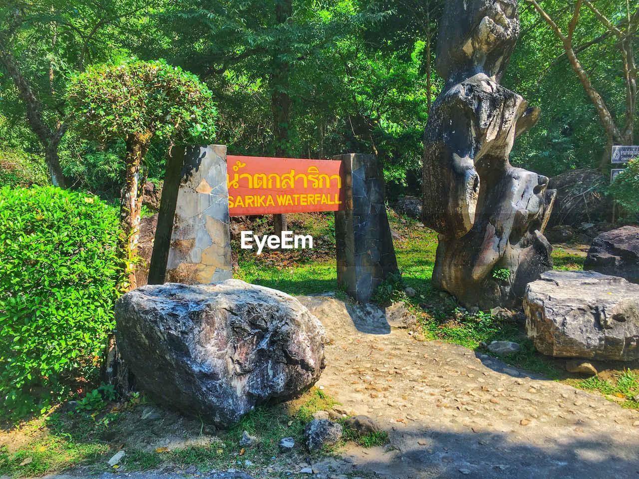 VIEW OF TREE TRUNK AGAINST PLANTS