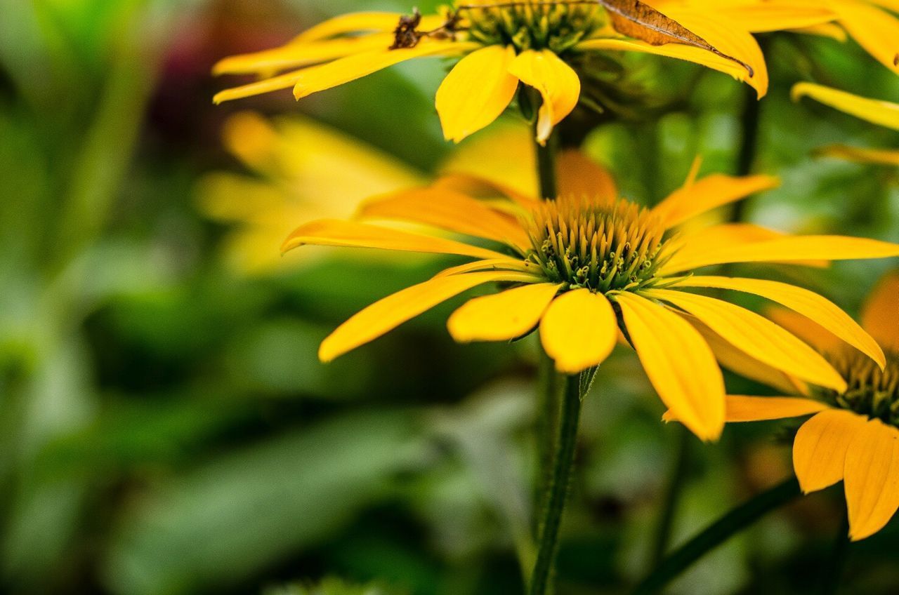 Close-up of yellow flowers