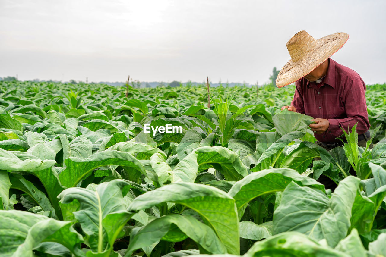 Rear view of woman standing amidst plants