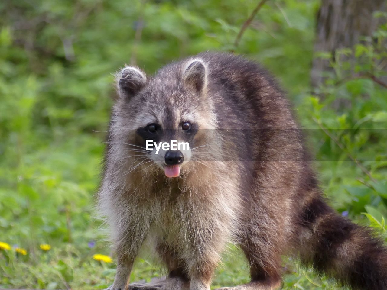 Portrait of racoon standing on field