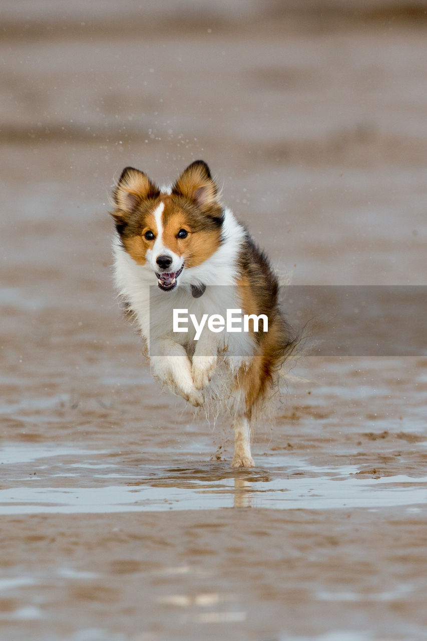 Dog running on beach