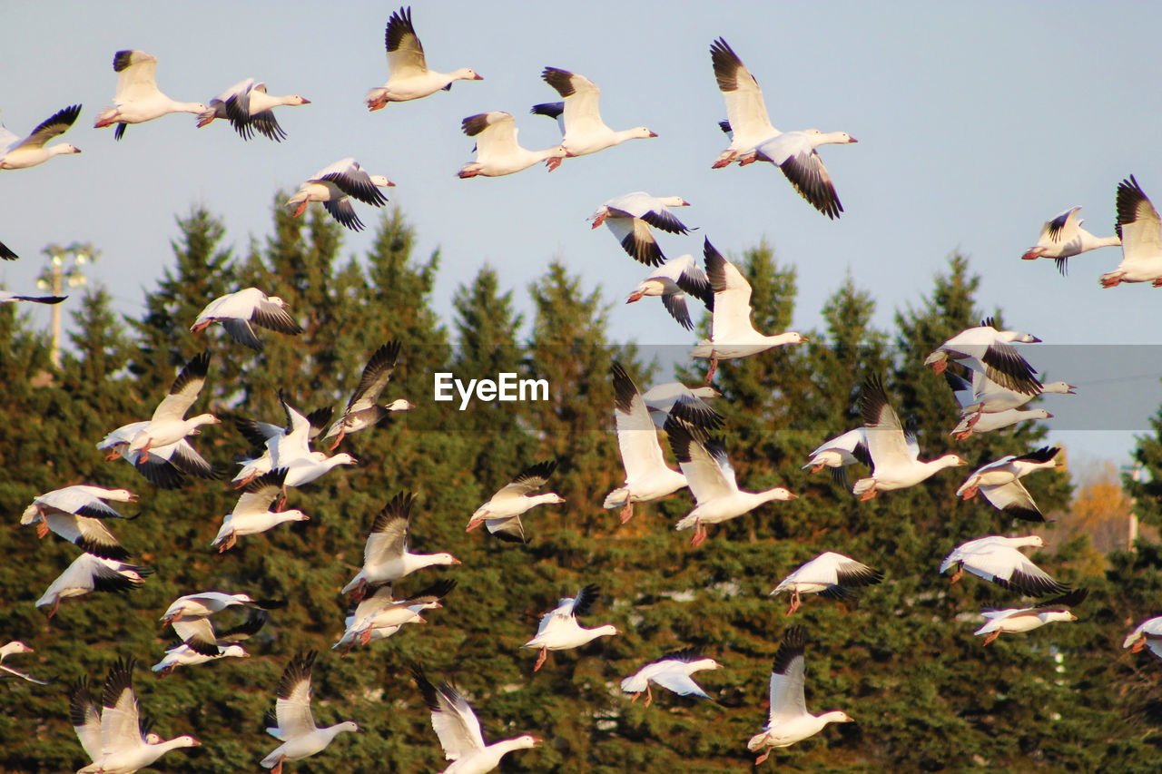 This morning I had a lot of visits almost in my yard ...Beautiful White Geese EyeEmNewHere Saguenay, Québec, Canada Animal Themes Animal Wildlife Animals In The Wild Beauty In Nature Bird Crane - Bird Day Flock Of Birds Flying Large Group Of Animals Mid-air Motion Nature No People Outdoors Pelican Sky Spread Wings Tree Perspectives On Nature