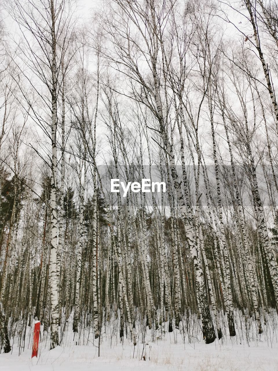 Bare trees on snow covered field during winter