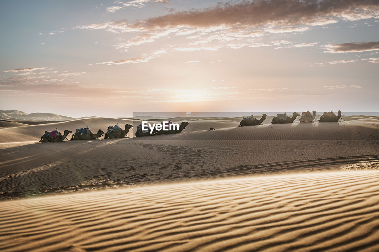 Camels on sand in desert against sky during sunset