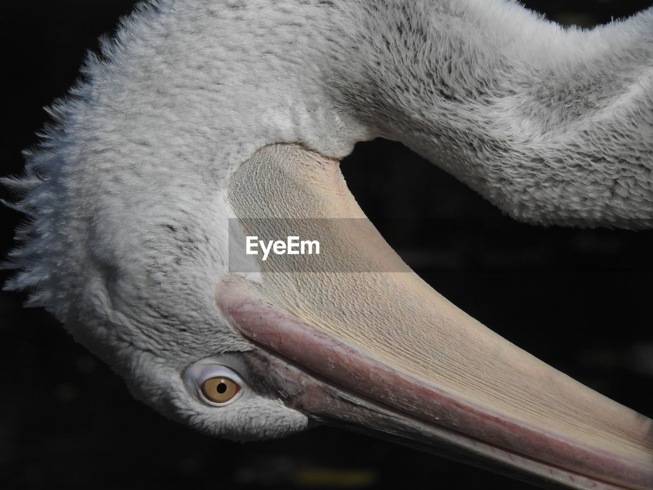 CLOSE-UP OF A DUCK