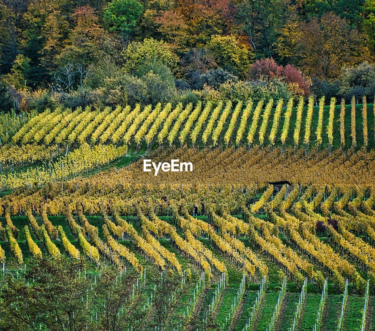 SCENIC VIEW OF FARM