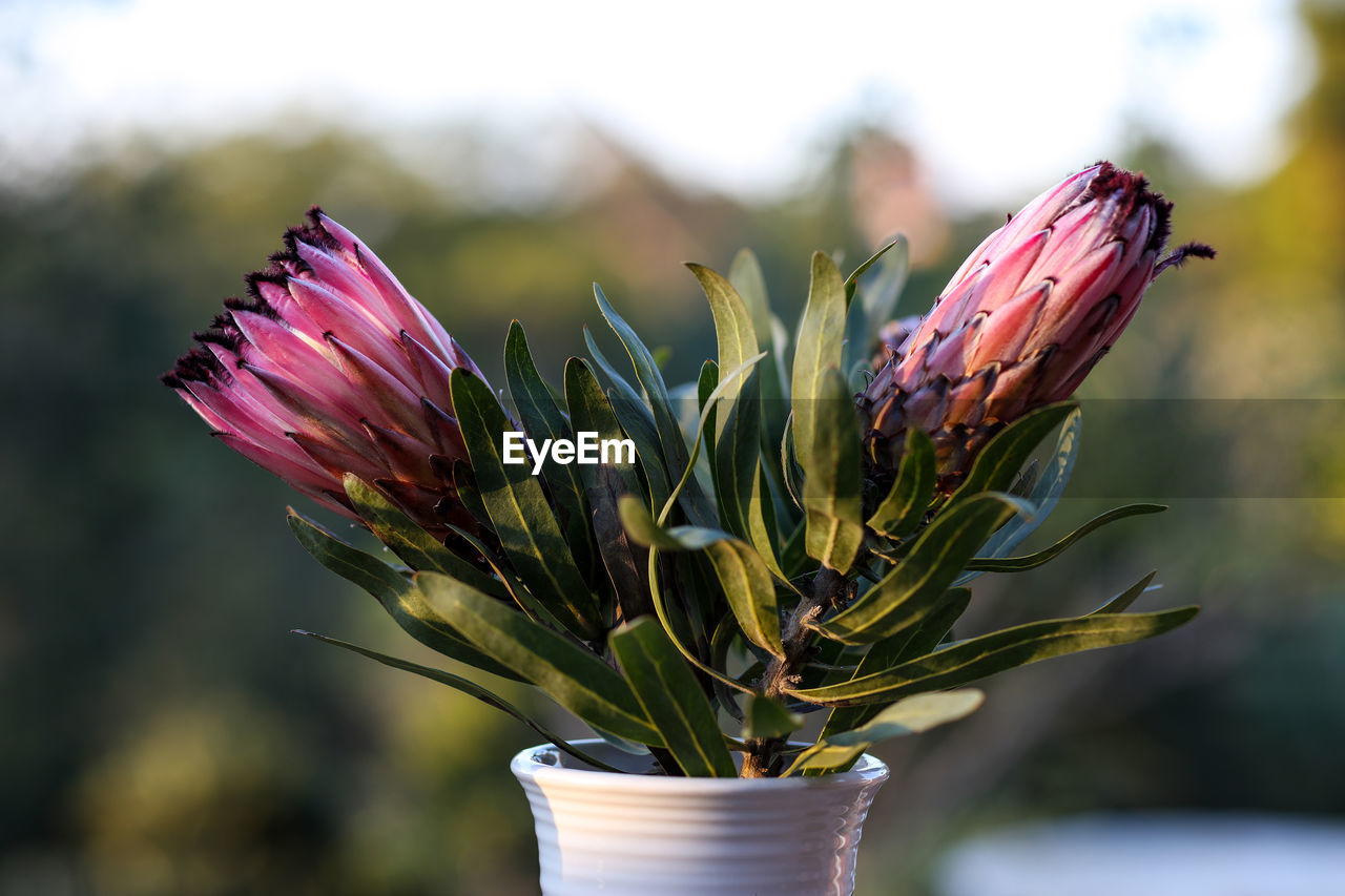 Close-up of flower blooming outdoors