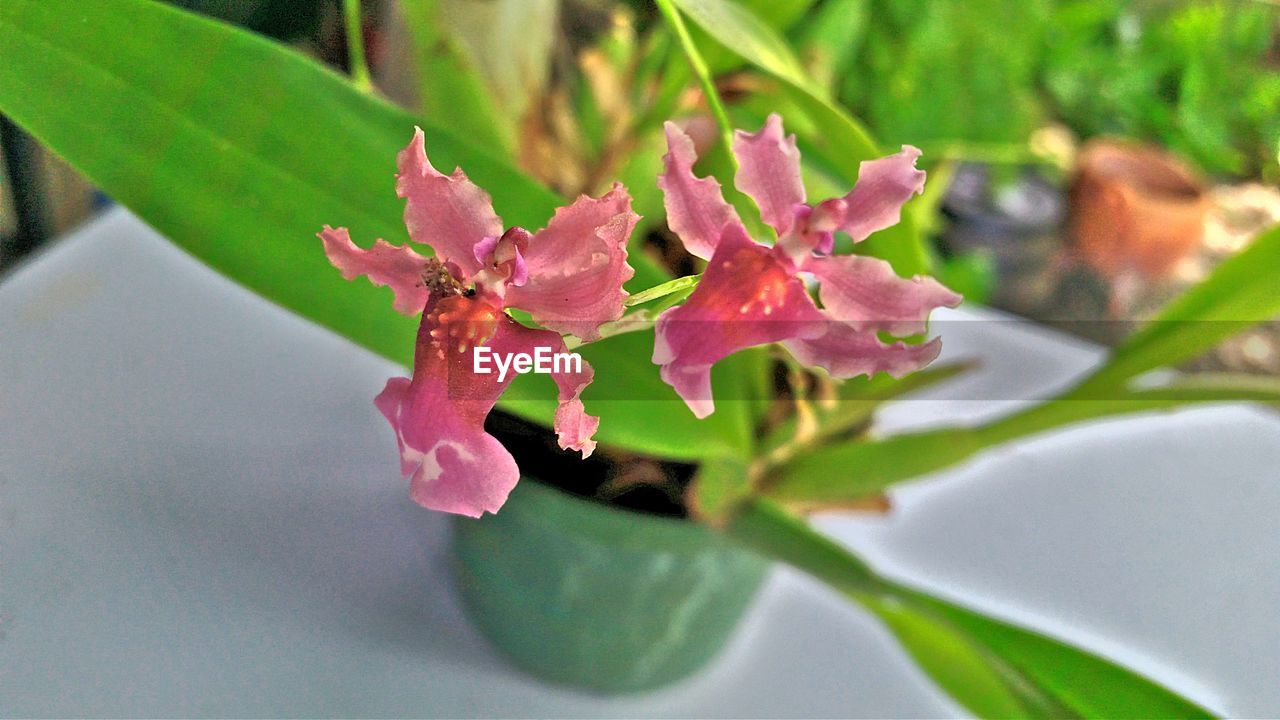 CLOSE-UP OF WATER DROPS ON FLOWER