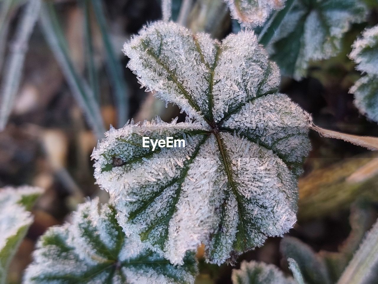 frost, nature, winter, plant, cold temperature, snow, close-up, ice, tree, frozen, pinaceae, coniferous tree, beauty in nature, flower, leaf, no people, branch, pine tree, day, macro photography, growth, outdoors, focus on foreground, land, plant part, green, food, environment, shrub