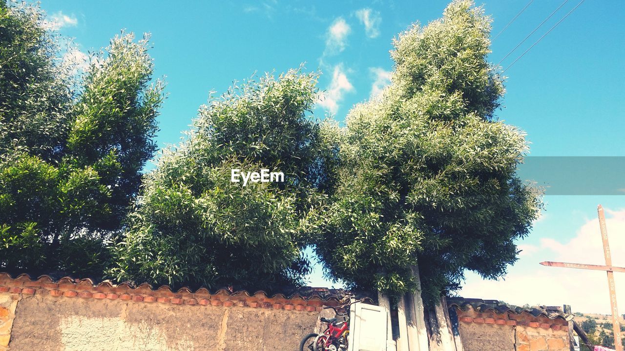 CLOSE-UP LOW ANGLE VIEW OF TREE AGAINST SKY