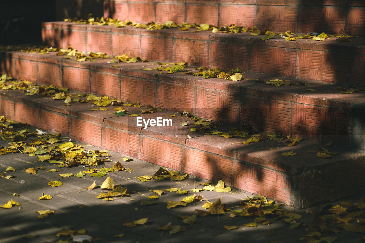 HIGH ANGLE VIEW OF PLANTS GROWING BY WALL