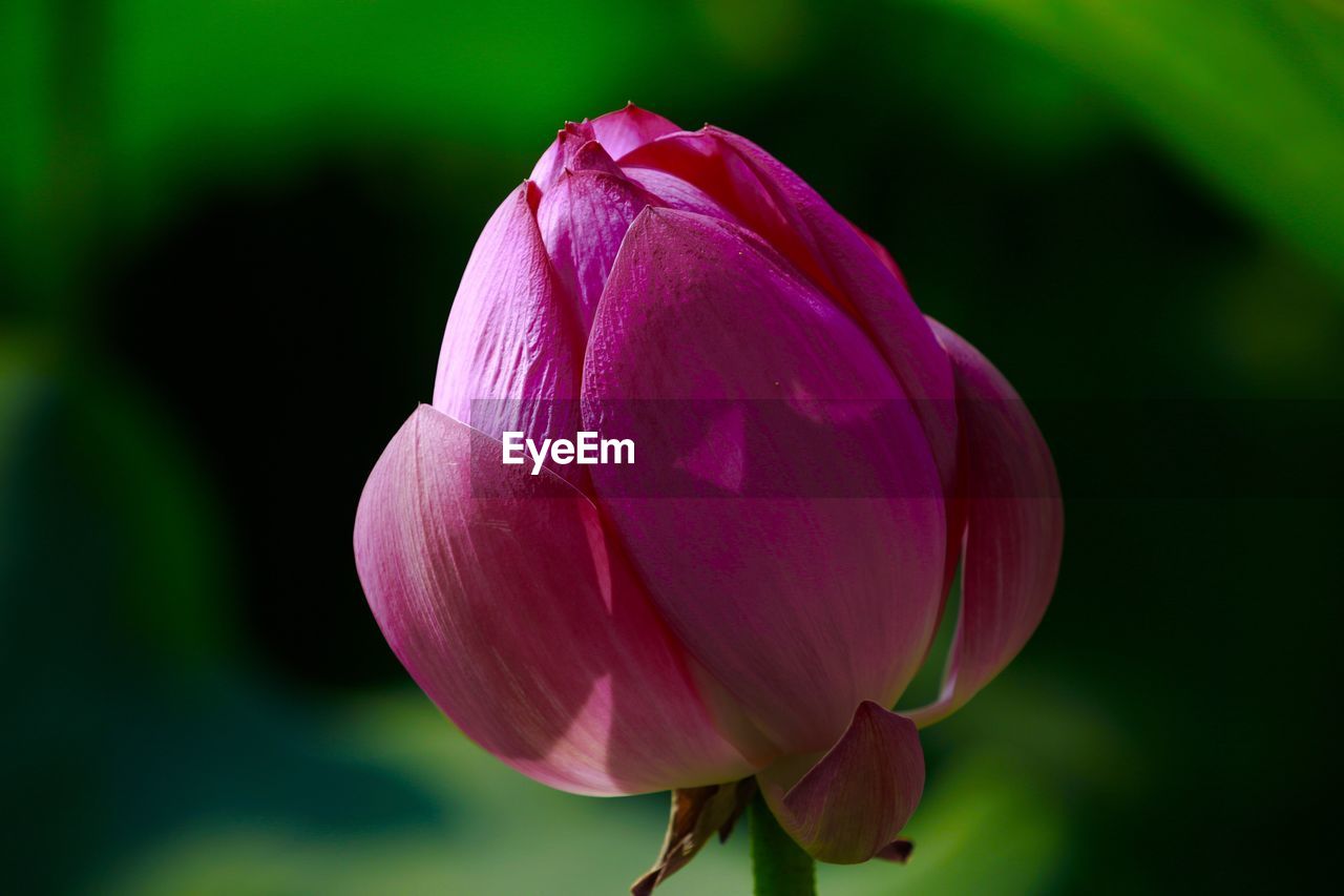 Close-up of pink flower blooming outdoors