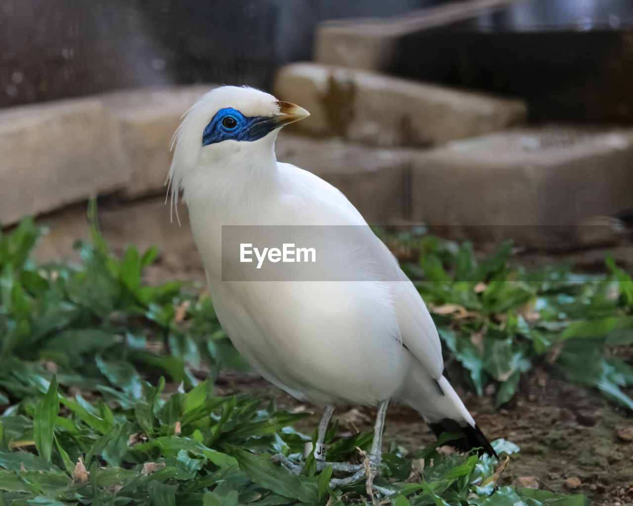 CLOSE-UP OF SEAGULL ON LAND