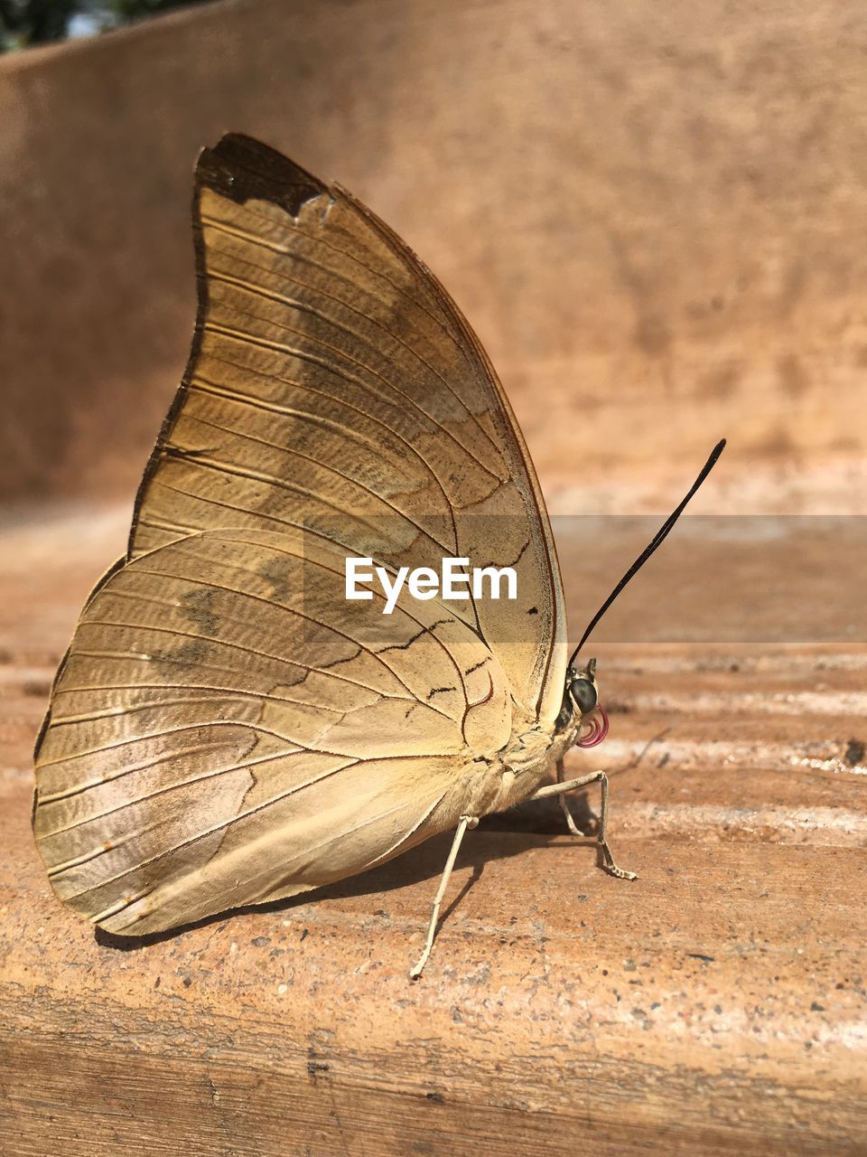 BUTTERFLY ON SAND