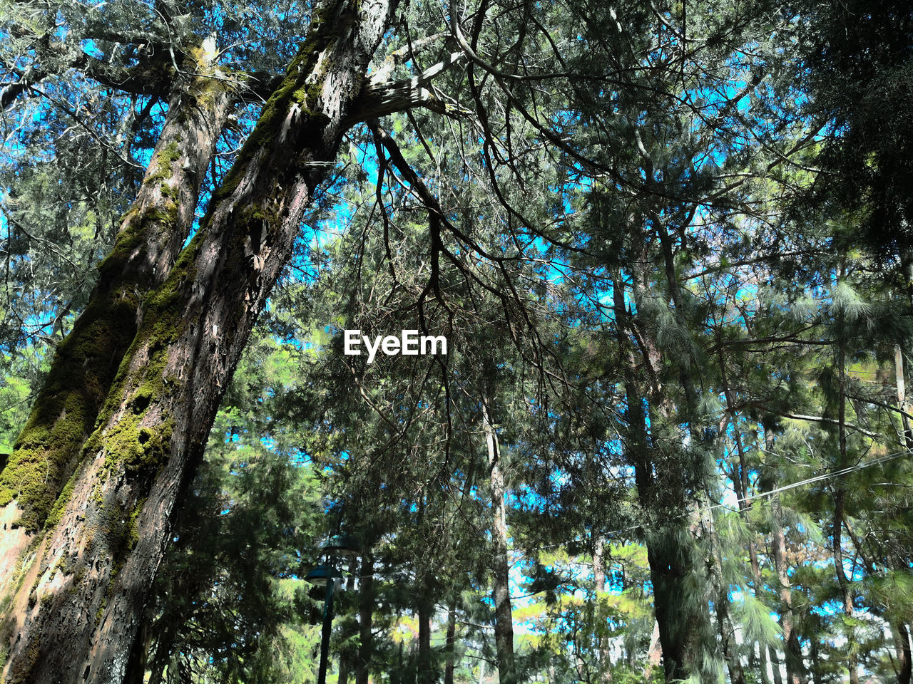 LOW ANGLE VIEW OF TREES IN THE FOREST