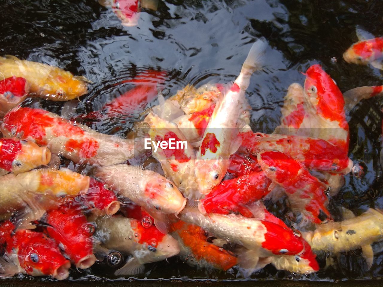 VIEW OF KOI FISH IN LAKE