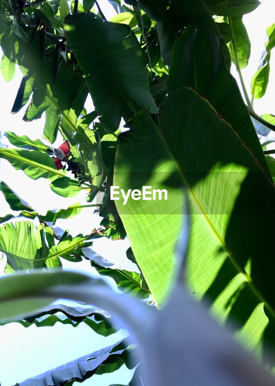 CLOSE-UP OF TREE