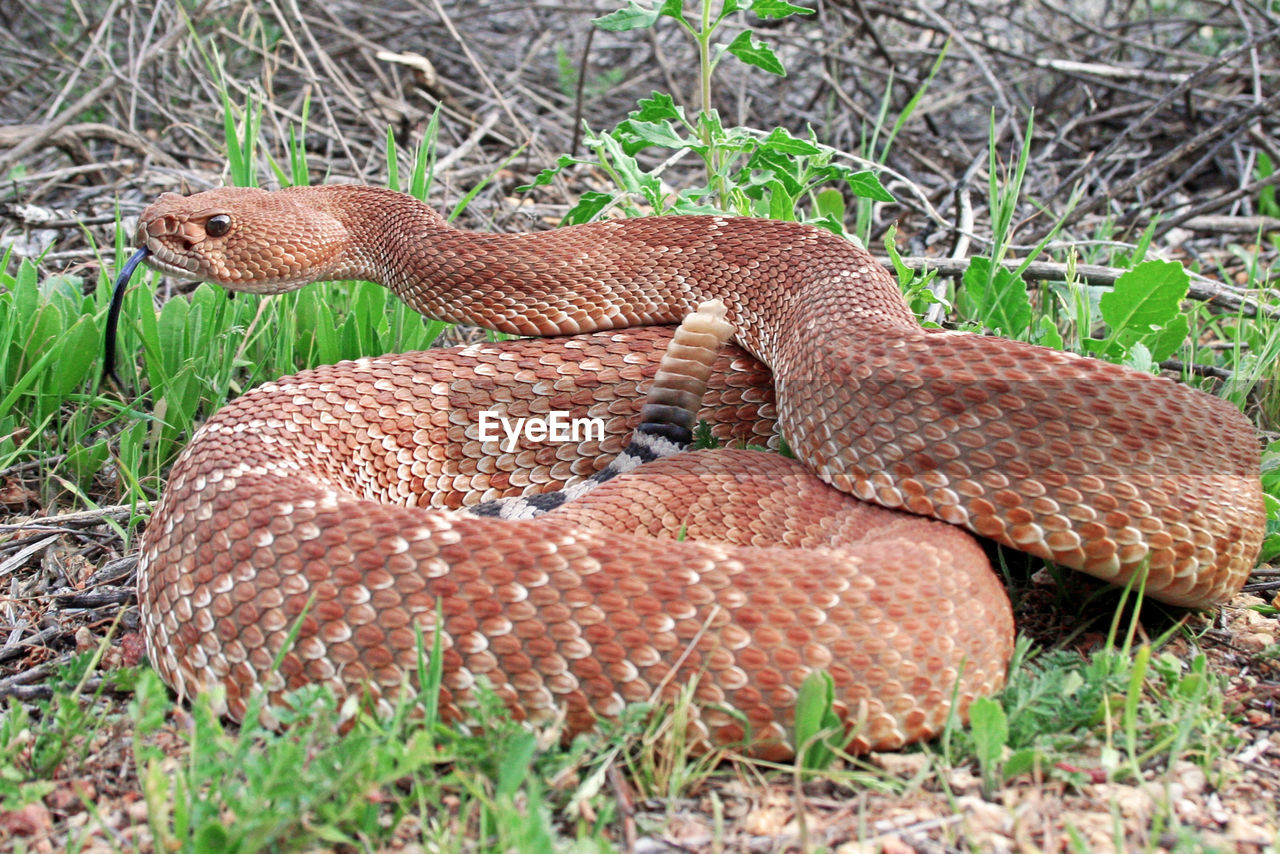 CLOSE-UP OF LIZARD ON LAND