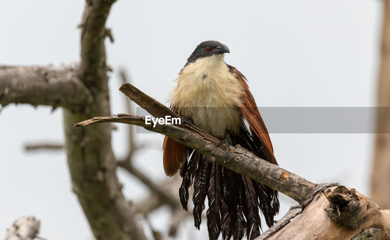 CLOSE-UP OF BIRD PERCHING ON BRANCH