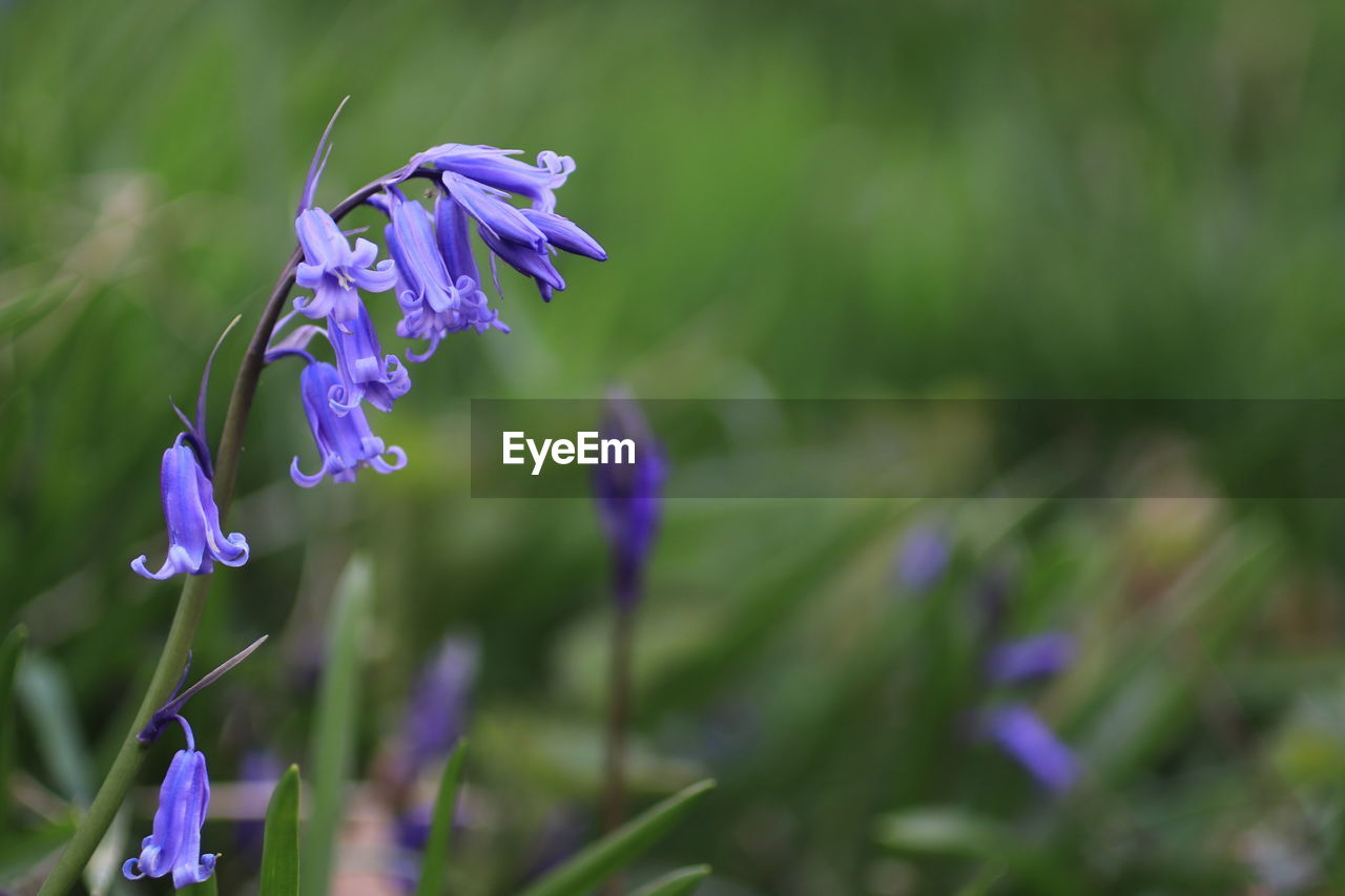 Close-up of bluebells