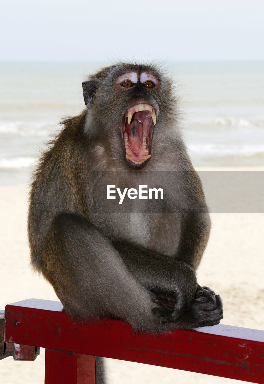 Portrait of monkey yawning