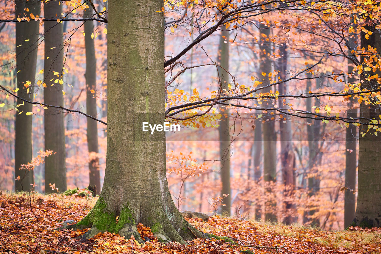 Trees growing in forest during autumn