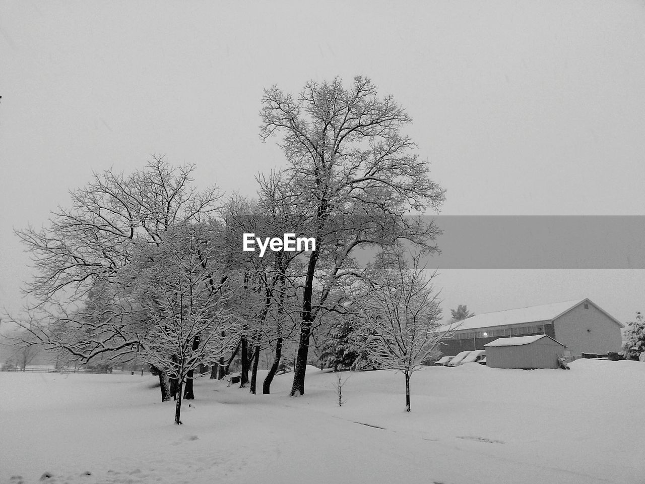 Bare trees on snow covered landscape