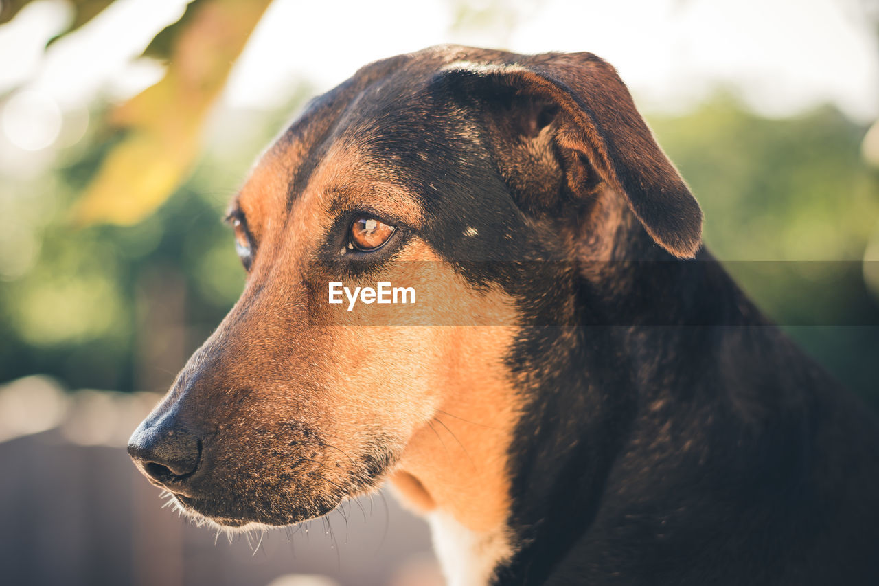 Close-up of a dog looking away