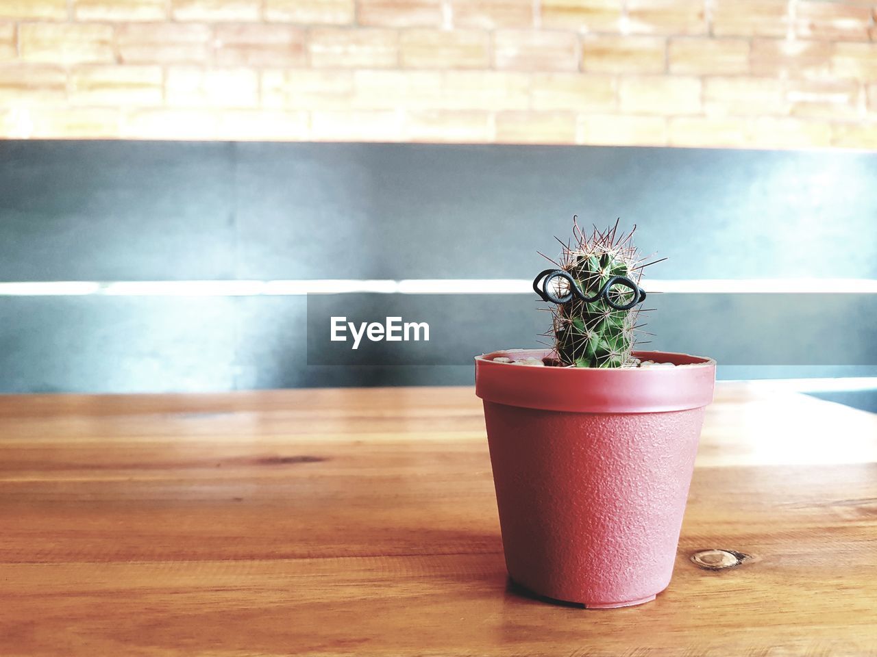 POTTED PLANT ON TABLE