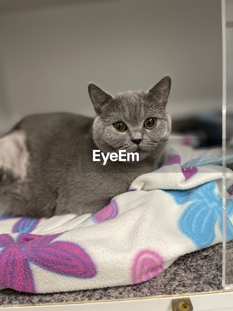 cat, pet, animal, animal themes, mammal, domestic animals, one animal, domestic cat, feline, indoors, small to medium-sized cats, felidae, portrait, no people, relaxation, carnivore, kitten, whiskers, looking at camera, cute, blanket, textile, furniture, gray
