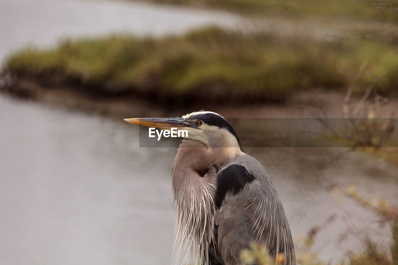 Great blue heron bird, ardea herodias, in the wild, foraging in a lake in huntington beach, calif