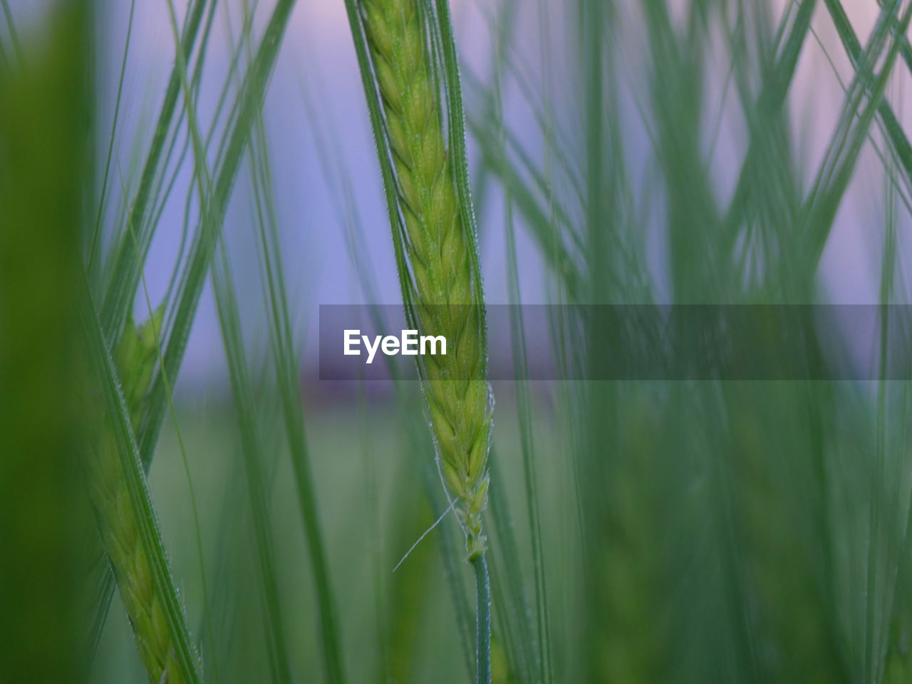 CLOSE-UP OF WHEAT GROWING IN FIELD