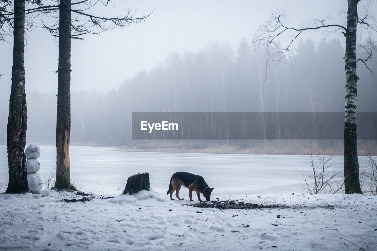 Dog on snowy field against trees