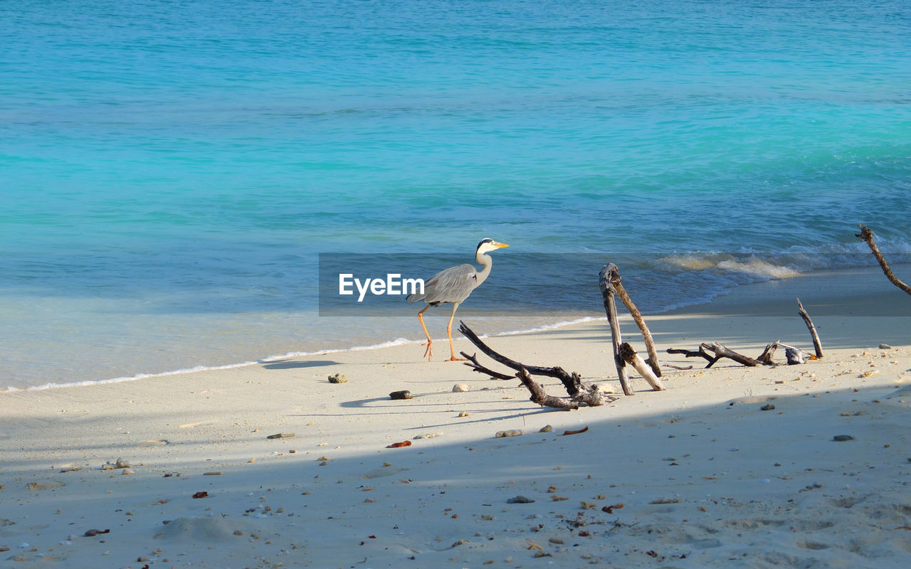 VIEW OF BIRDS ON BEACH