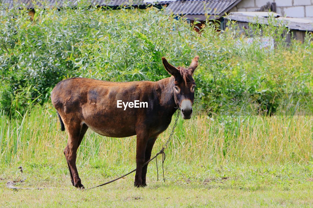 HORSE STANDING IN A FIELD