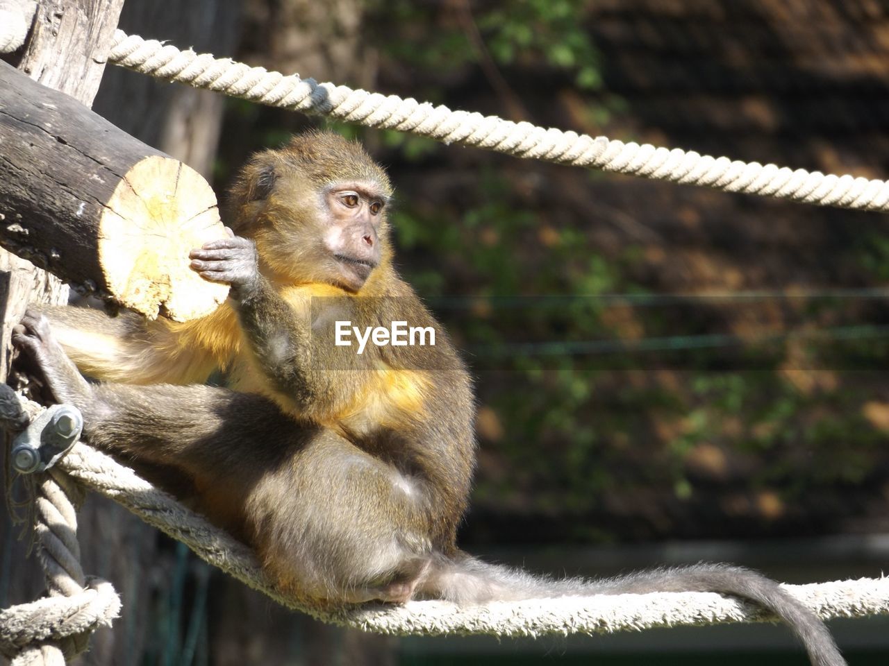 Close-up of a monkey looking away