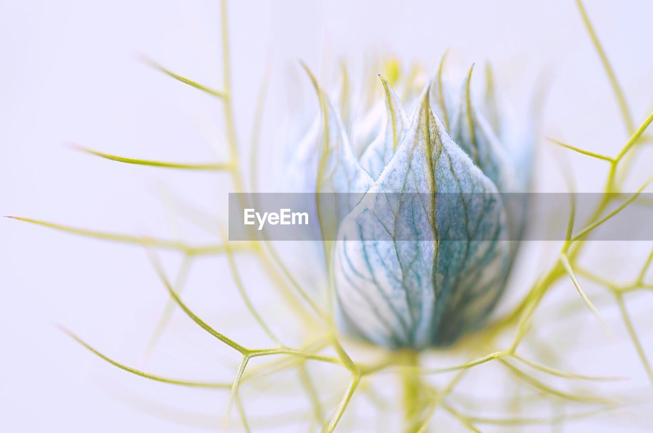 Close-up of flower bud against sky
