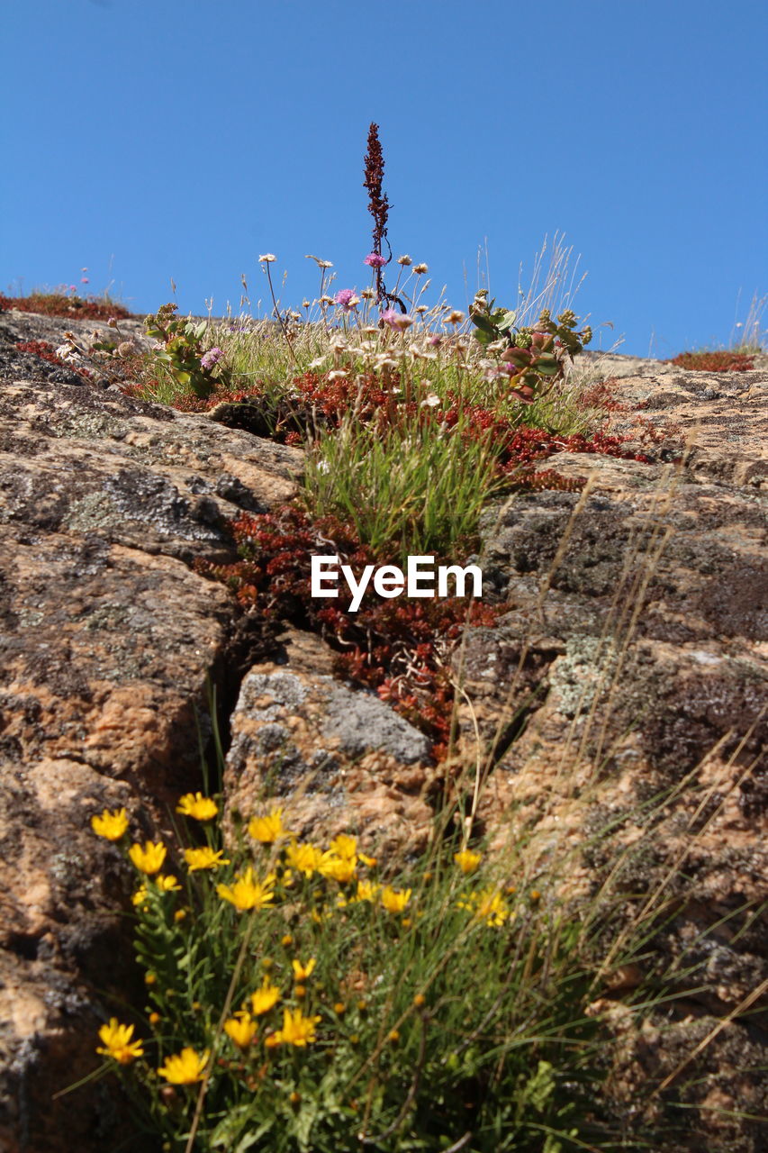 LOW ANGLE VIEW OF FLOWERING PLANTS AGAINST ROCKS