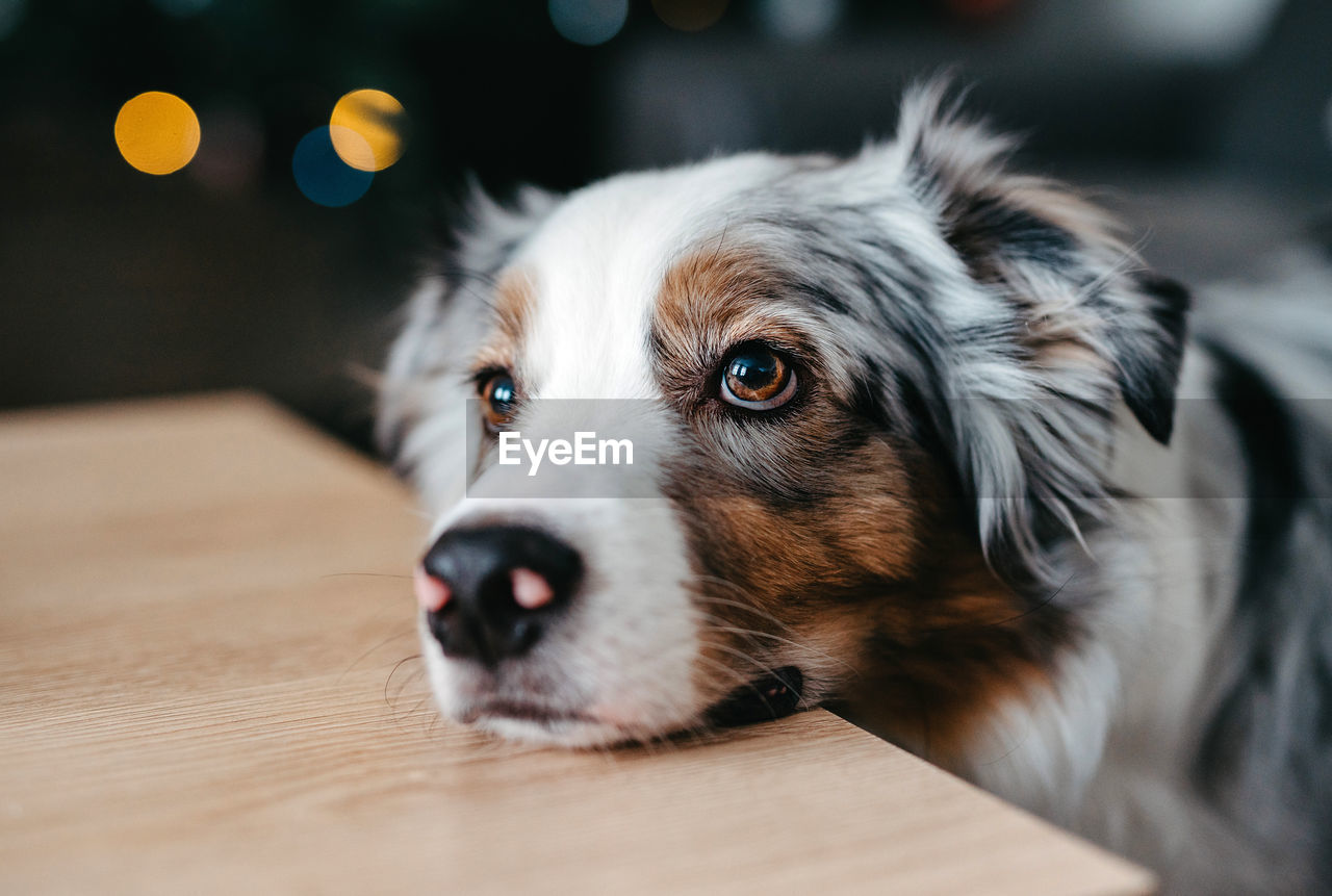 one animal, mammal, domestic animals, dog, pet, canine, animal themes, animal, puppy, animal body part, indoors, cute, close-up, portrait, no people, emotion, lying down, young animal, selective focus, looking, animal head, border collie, flooring, home interior, sadness, relaxation