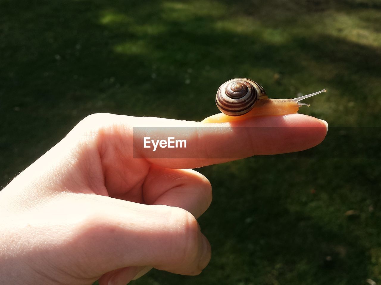 CLOSE-UP OF HAND HOLDING SNAIL ON GRASS OUTDOORS