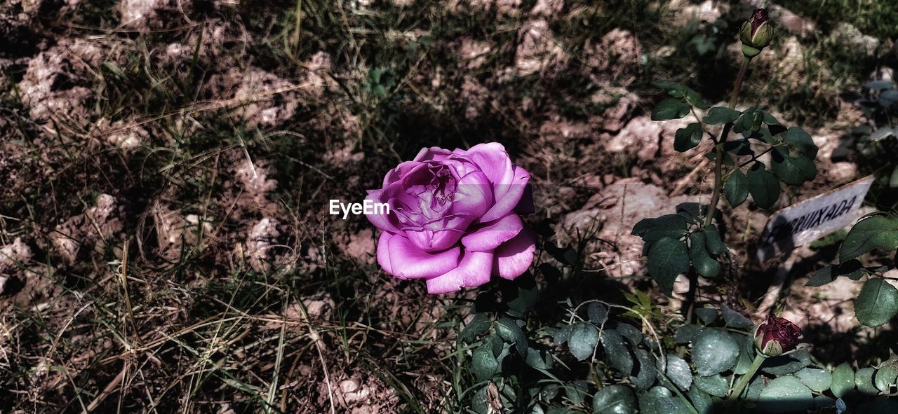 HIGH ANGLE VIEW OF PINK ROSE AMIDST PLANTS ON FIELD