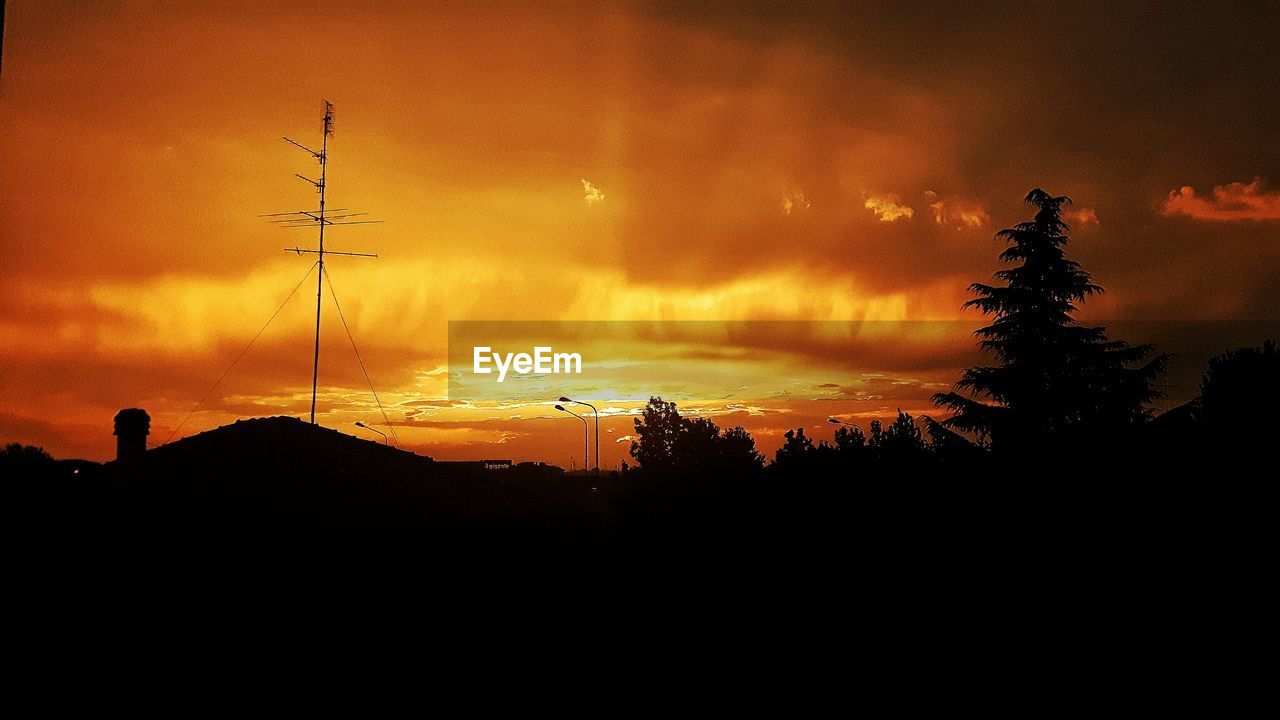 SILHOUETTE OF TREES AT SUNSET