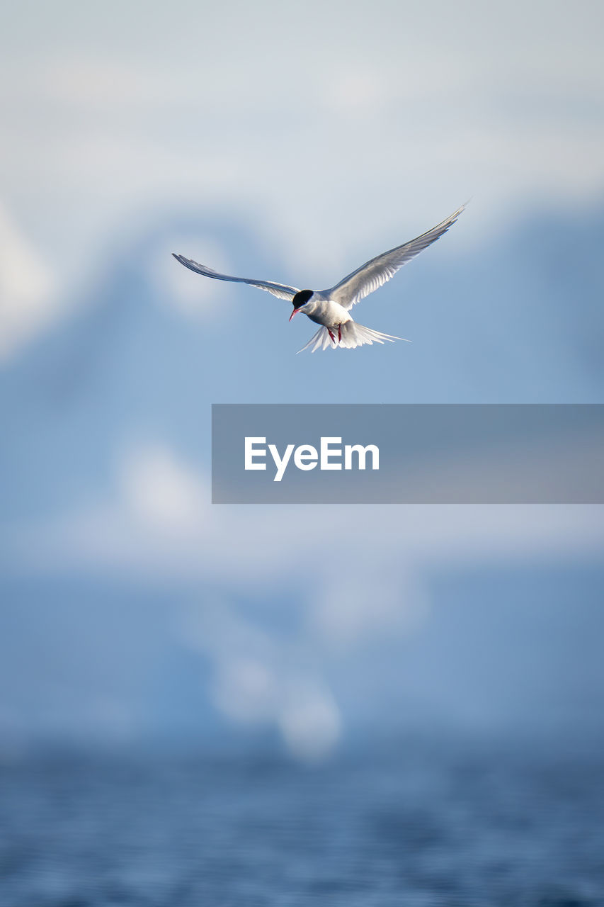Antarctic tern flies with hills in background