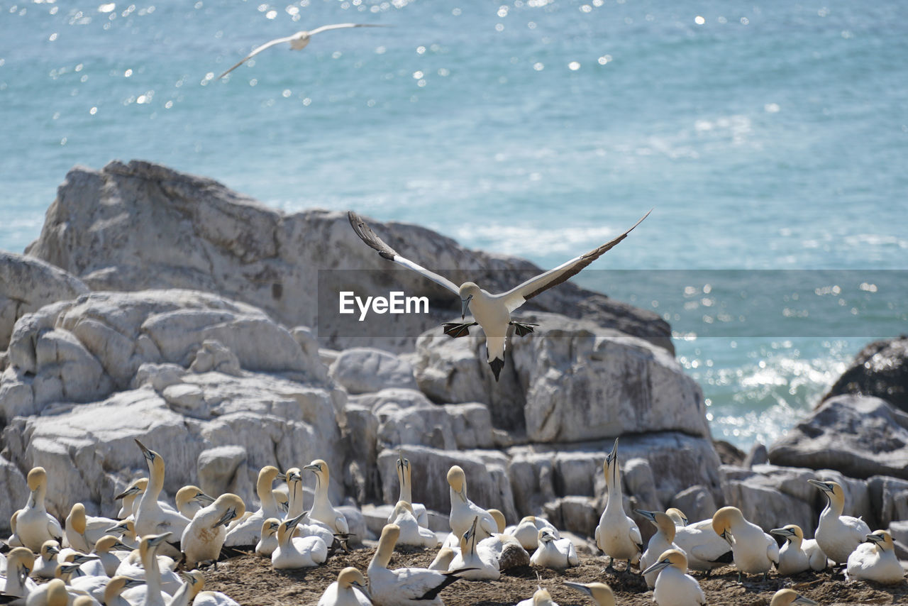 View of gannets on beach