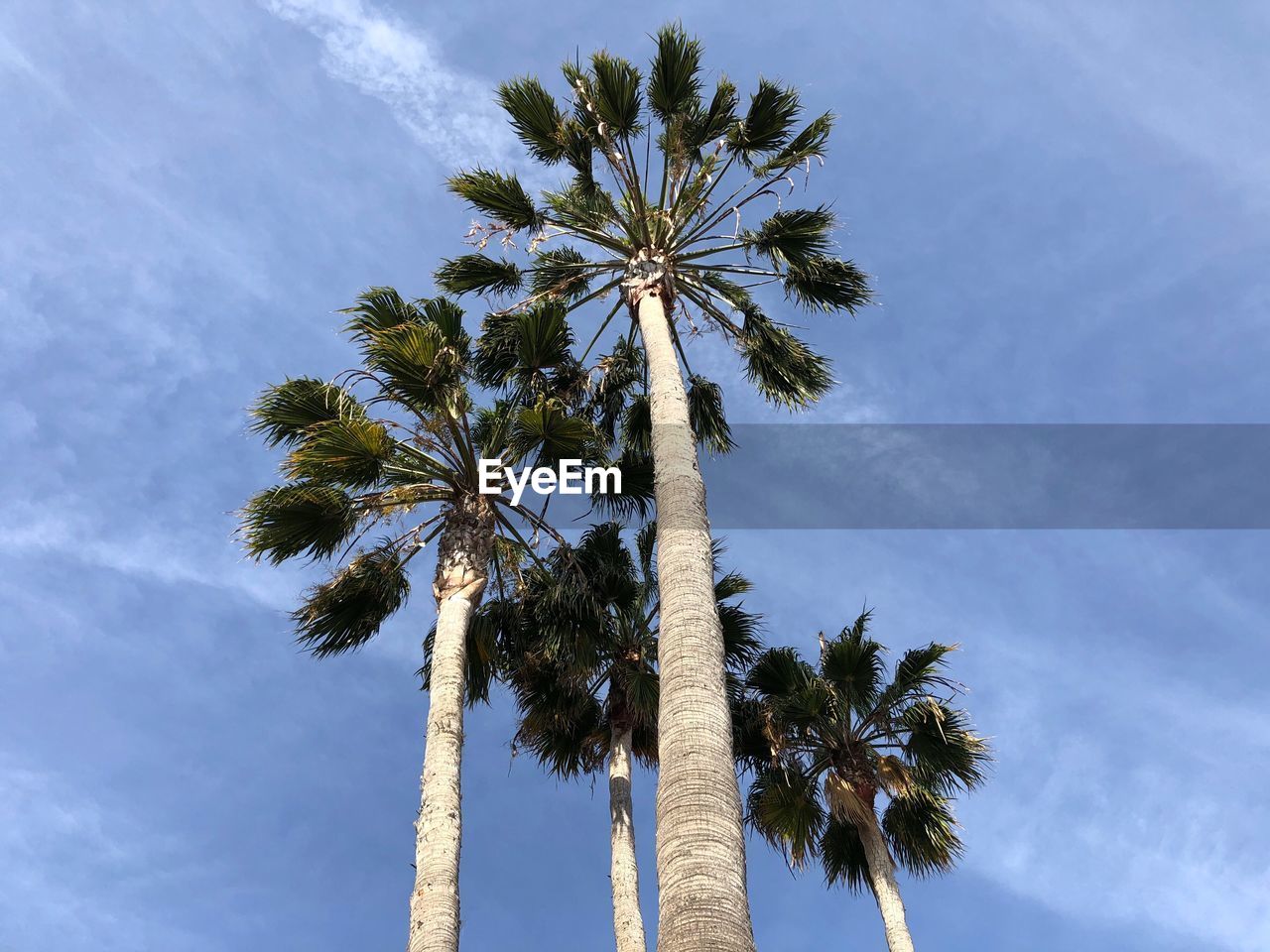 Low angle view of palm tree against sky