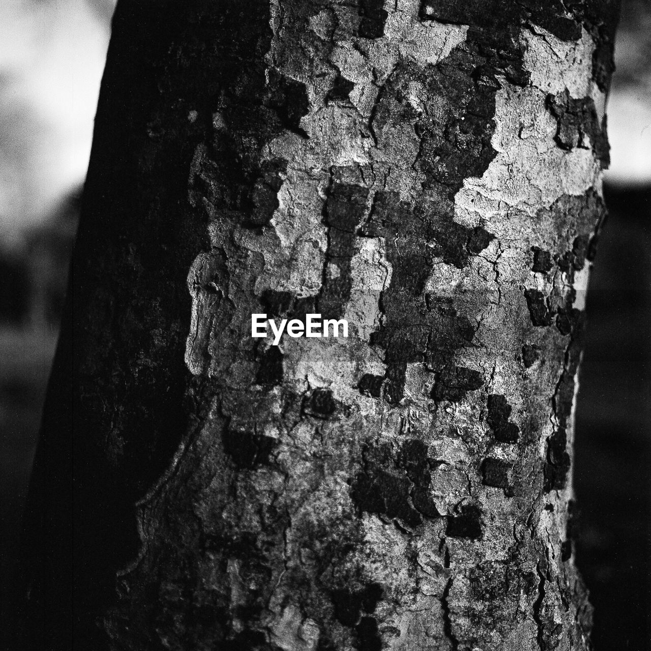 CLOSE-UP OF TREE TRUNK