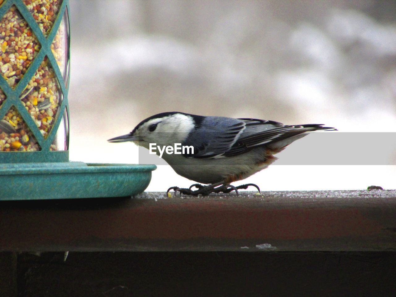 Side view of songbird perching on railing by feeder