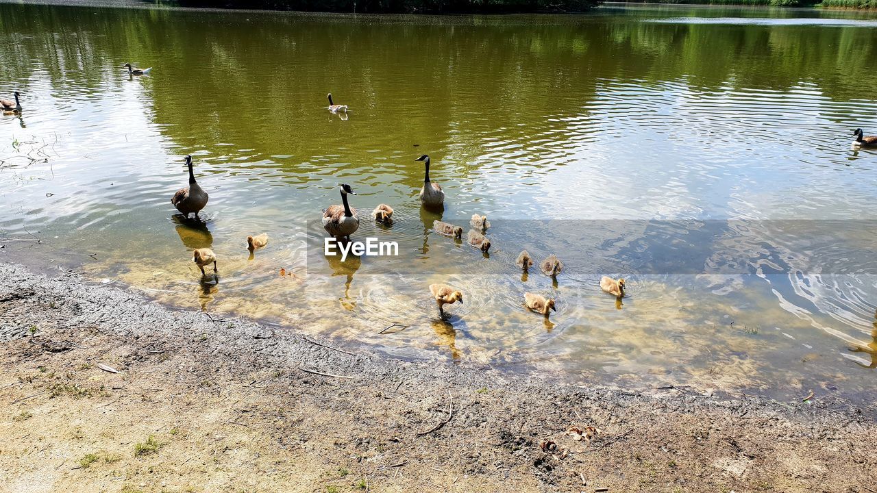 DUCKS SWIMMING IN A LAKE