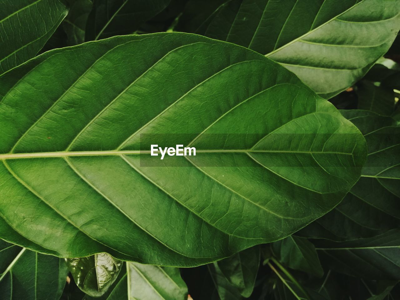 Full frame shot of fresh green leaves